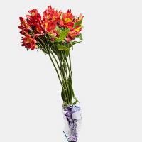 دسته گل آلسترومریا قرمز