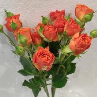 دسته گل رز مینیاتوری نارنجی