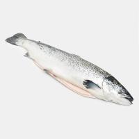 ماهی سالمون شکم پر آرژانتینی 1.5 کیلوگرم