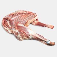 شقه گوسفندی بره نر ایرانی