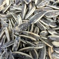 تخمه کانادایی تفت داده شده