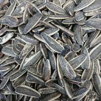 تخمه کانادایی درشت