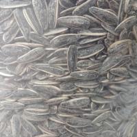 تخمه کانادایی