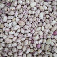 لوبیا چیتی اعلاء