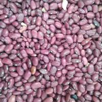 لوبیا قرمز اعلاء
