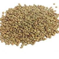 عدس ریز