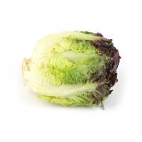 کاهو لیتل قرمز