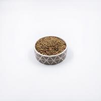 عدس کانادایی