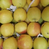 سیب زرد میانه درجه 1