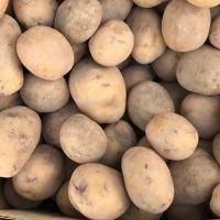 سیب زمینی ریز اقتصادی