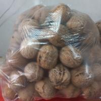 گردو آذر شهر