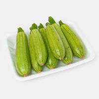 کدو سبز ارگانیک