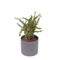 گیاه خرفه ای سبز با گلدان مهرنی 15 طوسی CP1