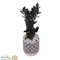گیاه زامیفولیا بلک همراه گلدان سرامیکی طرح مشکی 2 کد BZZ55