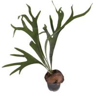 گیاه سرخس شاخ گوزنی