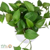 پتوس آویز با گلدان مهرنی