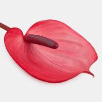 آنتریوم صورتی