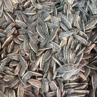 تخمه افتابگردان