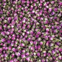 غنچه گل محمدی