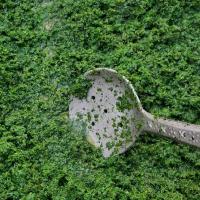 سبزی قورمه سبزی