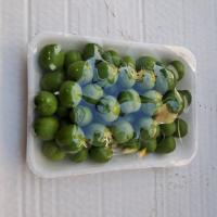 گوجه سبز