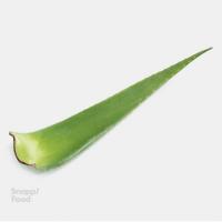 برگ آلوئه ورا تازه بزرگ یک عدد