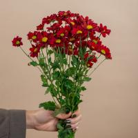 دسته گل داوودی مینیاتوری قرمز