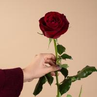 رز قرمز 1 شاخه