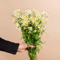 بابونه ۱ دسته