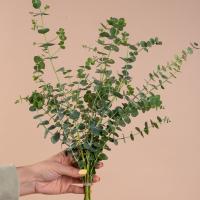 اکالیپتوس 1 دسته