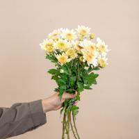 دسته گل داوودی کرم 1 دسته