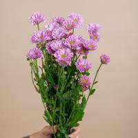 دسته گل داوودی مینیاتوری صورتی 1 دسته