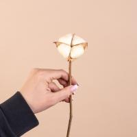 شاخه پنبه زرد یک شاخه