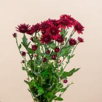 دسته گل داوودی قرمز 1 دسته