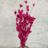 گل خشک مدل فندقی