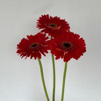 شاخه گل ژربرا قرمز