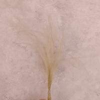 گل خشک ریش بابا