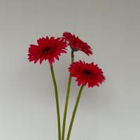 ژربرا سرخابی