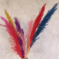 گل خشک پامپاس