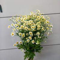 بابونه وحشی