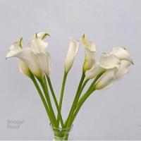شاخه گل شیپوری