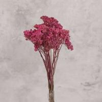 گل خشک بومادران