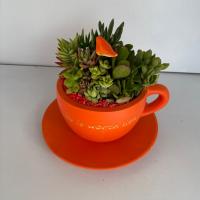 کاکتوس فنجانی (رنگ بندی متغیر)