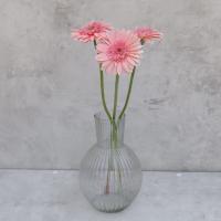  ژربرا صورتی