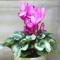 گلدان سیکلمه