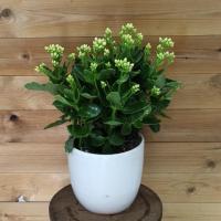 گلدان کالانکوا