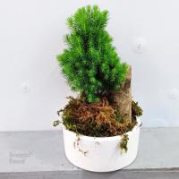 بن سای کونیکا