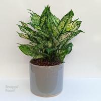 گلدان آگلونما برفی