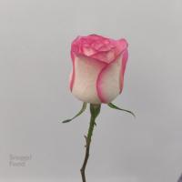 رز جمیلیا