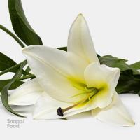  لیلیوم اورینتال سفید